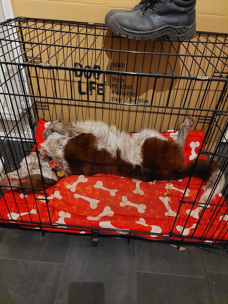 A spaniel lying relaxed on a blanket inside a kennel at Lilac Cottage Dog Grooming