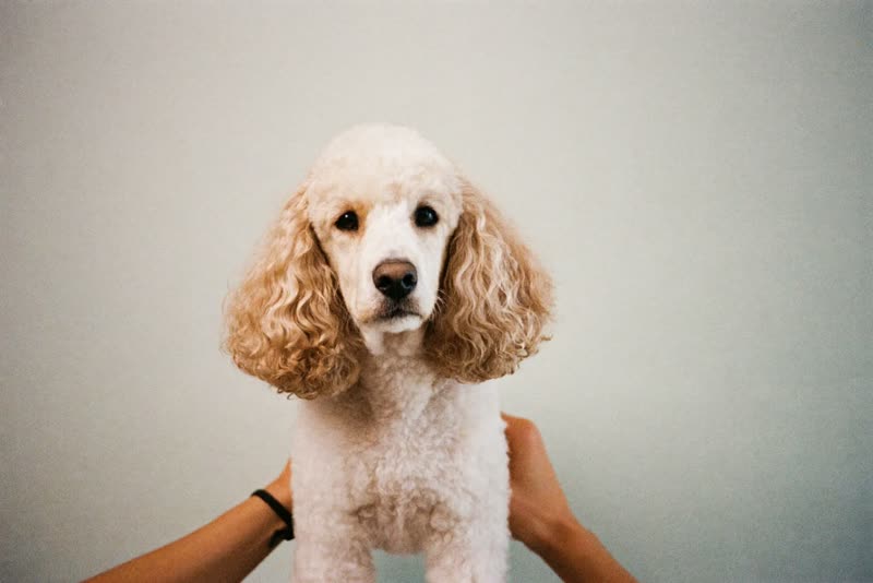 A calm poodle-cross after its groom