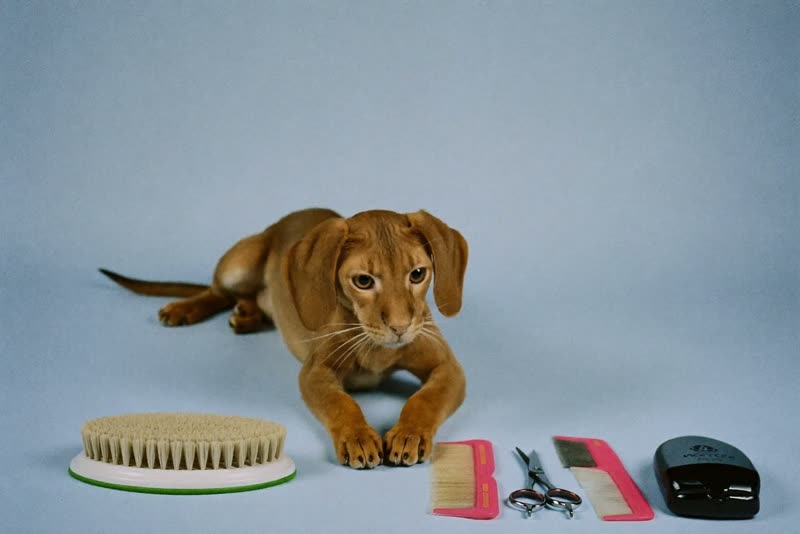 Grooming brushes, comb and clippers laid out ready