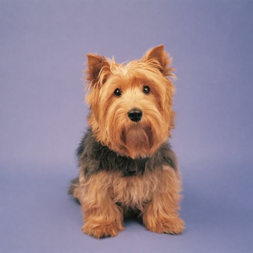 A small freshly bathed dog after a full groom