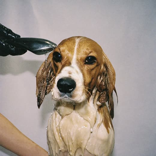 A dog being bathed and shampooed