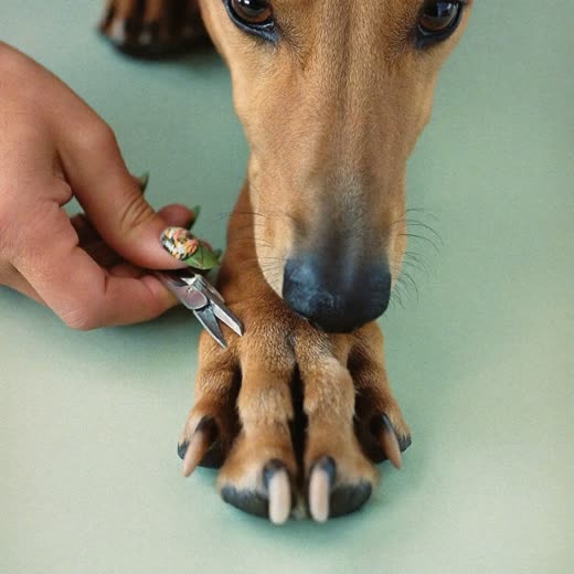 A dog's paw having its nails clipped