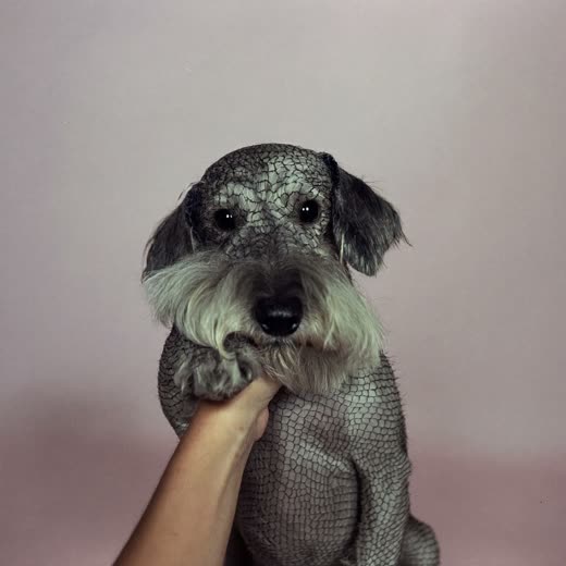 A wire-haired terrier with a hand-stripped coat